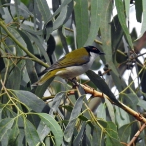 Melithreptus lunatus at Paddys River, ACT - 8 Apr 2019 11:45 AM