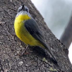 Eopsaltria australis at Paddys River, ACT - 8 Apr 2019 02:10 PM