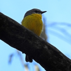 Eopsaltria australis at Paddys River, ACT - 8 Apr 2019