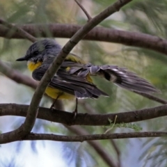 Eopsaltria australis at Paddys River, ACT - 8 Apr 2019