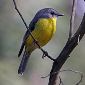 Eopsaltria australis at Paddys River, ACT - 8 Apr 2019 02:10 PM