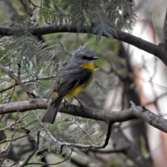 Eopsaltria australis at Paddys River, ACT - 8 Apr 2019