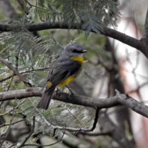 Eopsaltria australis at Paddys River, ACT - 8 Apr 2019 02:10 PM