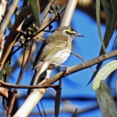Caligavis chrysops (Yellow-faced Honeyeater) at Paddys River, ACT - 8 Apr 2019 by RodDeb