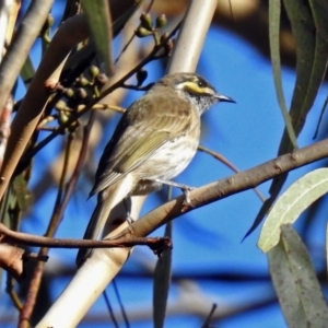 Caligavis chrysops at Paddys River, ACT - 8 Apr 2019