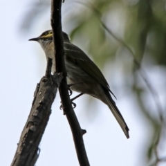 Caligavis chrysops at Paddys River, ACT - 8 Apr 2019