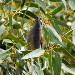 Caligavis chrysops at Paddys River, ACT - 8 Apr 2019 02:15 PM