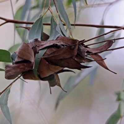 Dichocrocis clytusalis at Tidbinbilla Nature Reserve - 8 Apr 2019 by RodDeb