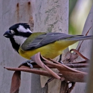 Falcunculus frontatus at Paddys River, ACT - 8 Apr 2019