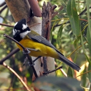 Falcunculus frontatus at Paddys River, ACT - 8 Apr 2019