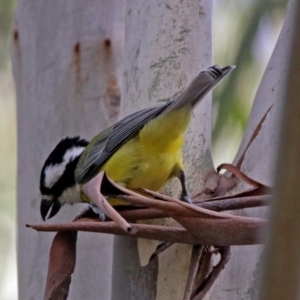 Falcunculus frontatus at Paddys River, ACT - 8 Apr 2019 03:00 PM