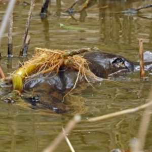 Ornithorhynchus anatinus at Paddys River, ACT - 8 Apr 2019 12:58 PM