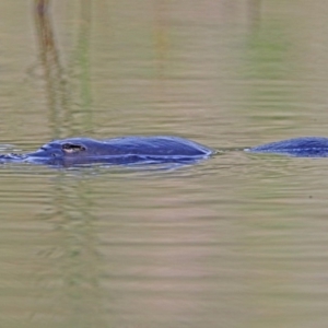 Ornithorhynchus anatinus at Paddys River, ACT - 8 Apr 2019