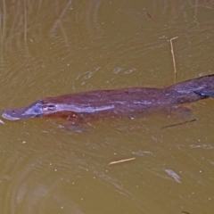 Ornithorhynchus anatinus at Paddys River, ACT - 8 Apr 2019