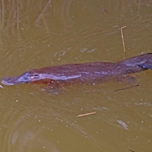 Ornithorhynchus anatinus at Paddys River, ACT - 8 Apr 2019