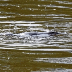 Ornithorhynchus anatinus at Paddys River, ACT - 8 Apr 2019