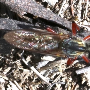 Zosteria sp. (genus) at Majura, ACT - 15 Nov 2018 11:53 AM