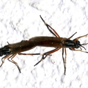 Evansomyia sp. (genus) at Ainslie, ACT - 30 Nov 2018 10:29 PM