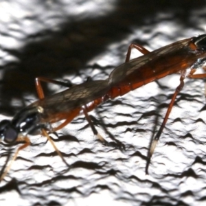 Evansomyia sp. (genus) at Ainslie, ACT - 30 Nov 2018