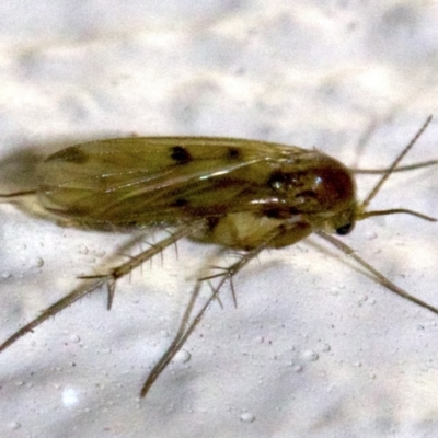 Mycetophilidae (family) (A fungus gnat) at Ainslie, ACT - 18 May 2018 by jb2602