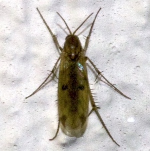 Mycetophilidae (family) at Ainslie, ACT - 18 May 2018 09:19 PM