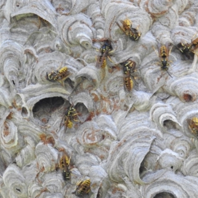 Vespula germanica (European wasp) at Acton, ACT - 9 Apr 2019 by HelenCross