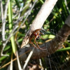 Phonognatha graeffei (Leaf Curling Spider) at Undefined, NSW - 24 Mar 2019 by HarveyPerkins