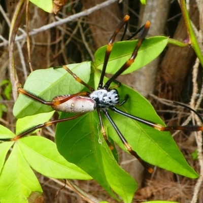 Nephila plumipes (Humped golden orb-weaver) at Undefined, NSW - 19 Mar 2019 by HarveyPerkins