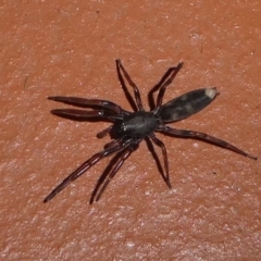 Lampona cylindrata (White-tailed Spider) at Undefined, NSW - 26 Mar 2019 by HarveyPerkins