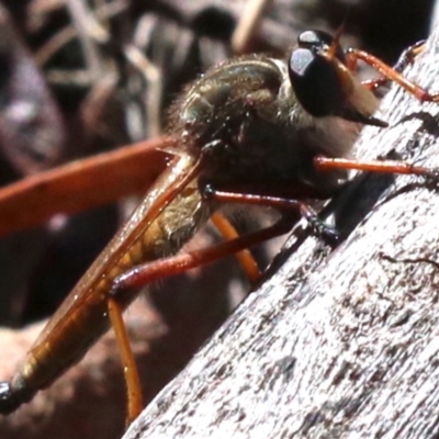 Colepia rufiventris (Robber fly) at Majura, ACT - 14 Feb 2019 by jb2602