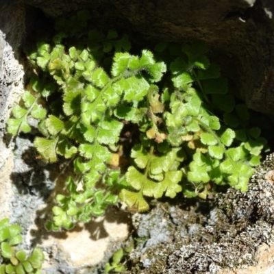 Asplenium subglandulosum (Blanket Fern) at Paddys River, ACT - 9 Apr 2019 by Mike