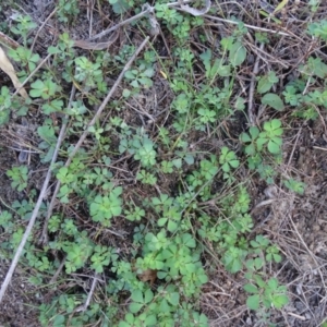 Lotus sp. at Paddys River, ACT - 9 Apr 2019