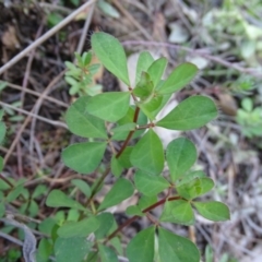 Lotus sp. at Paddys River, ACT - 9 Apr 2019