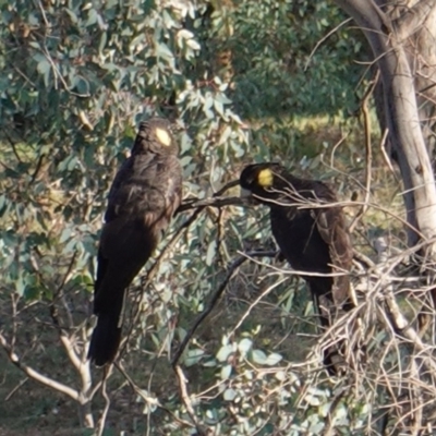 Zanda funerea (Yellow-tailed Black-Cockatoo) at Federal Golf Course - 7 Apr 2019 by JackyF