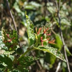 Adriana tomentosa var. tomentosa (Eastern Bitterbush) at Paddys River, ACT - 9 Apr 2019 by Mike