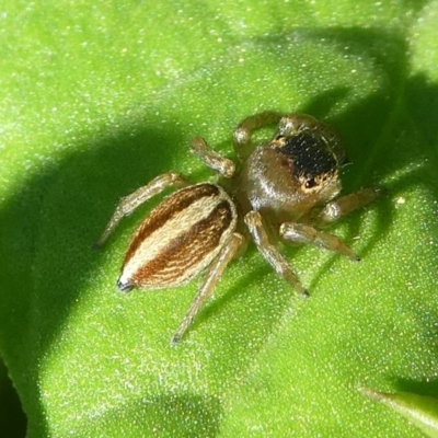 Hypoblemum sp. (genus) (Unidentified Hypoblemum jumping spider) at Undefined, NSW - 25 Mar 2019 by HarveyPerkins