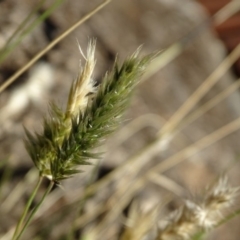 Enneapogon nigricans at Paddys River, ACT - 9 Apr 2019