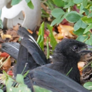 Corcorax melanorhamphos at Hughes, ACT - 8 Apr 2019