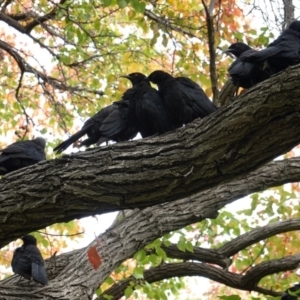 Corcorax melanorhamphos at Hughes, ACT - 8 Apr 2019