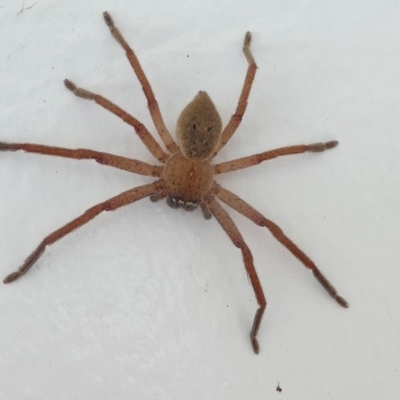 Neosparassus sp. (genus) (Unidentified Badge huntsman) at Undefined, NSW - 20 Mar 2019 by HarveyPerkins