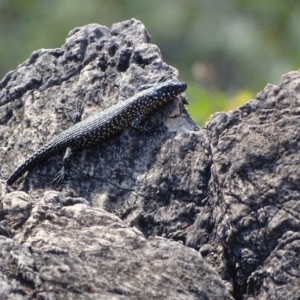 Egernia cunninghami at Paddys River, ACT - 9 Apr 2019