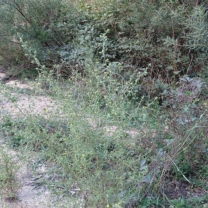 Dittrichia graveolens at Paddys River, ACT - 9 Apr 2019