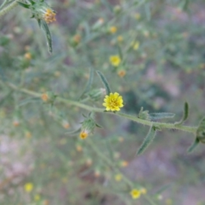 Dittrichia graveolens at Paddys River, ACT - 9 Apr 2019