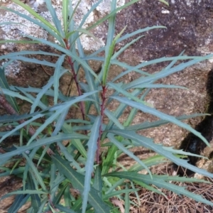 Lomatia myricoides at Paddys River, ACT - 9 Apr 2019 03:10 PM