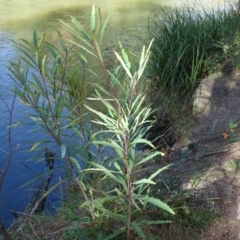 Lomatia myricoides at Paddys River, ACT - 9 Apr 2019