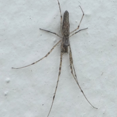 Tetragnatha sp. (genus) (Long-jawed spider) at Undefined, NSW - 24 Mar 2019 by HarveyPerkins
