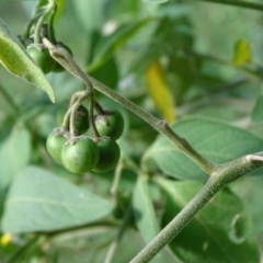 Solanum chenopodioides at Paddys River, ACT - 9 Apr 2019 02:59 PM