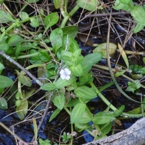 Gratiola peruviana at Paddys River, ACT - 9 Apr 2019