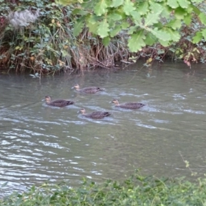 Anas superciliosa at Paddys River, ACT - 9 Apr 2019