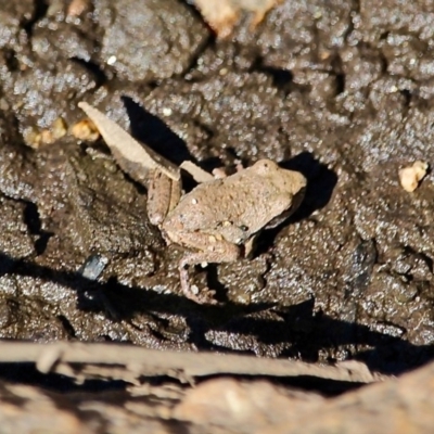 Unidentified Frog at Bemboka River Reserve - 7 Apr 2019 by RossMannell